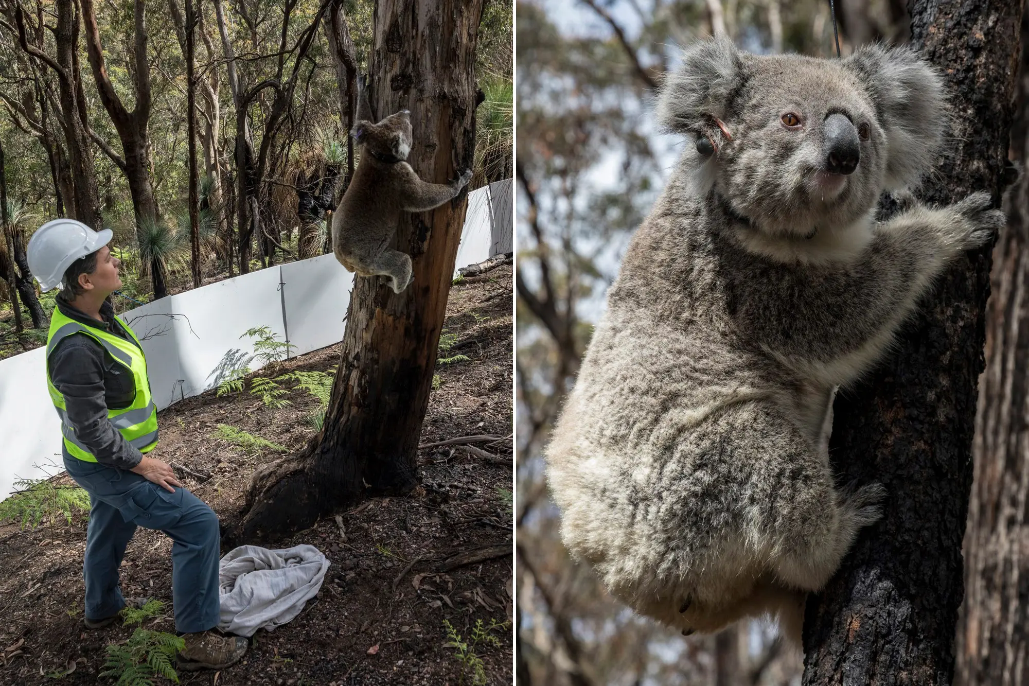 Koala Australia Kembali ke Habitat Aslinya Setelah Kebakaran Hutan