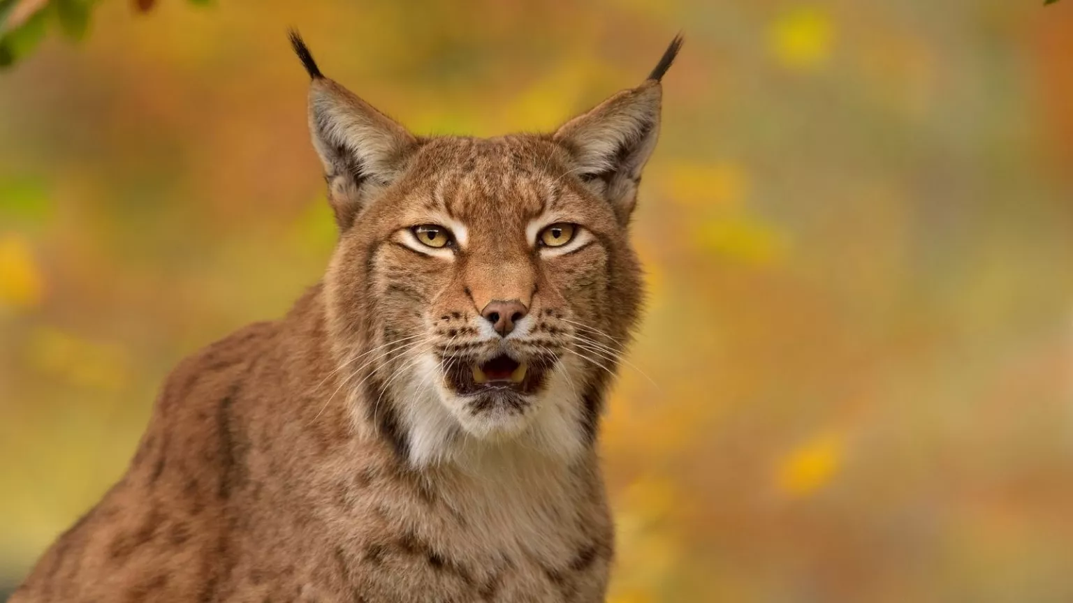 Kucing Besar di Pegunungan Alpen Lynx Eropa Kembali Berkembang