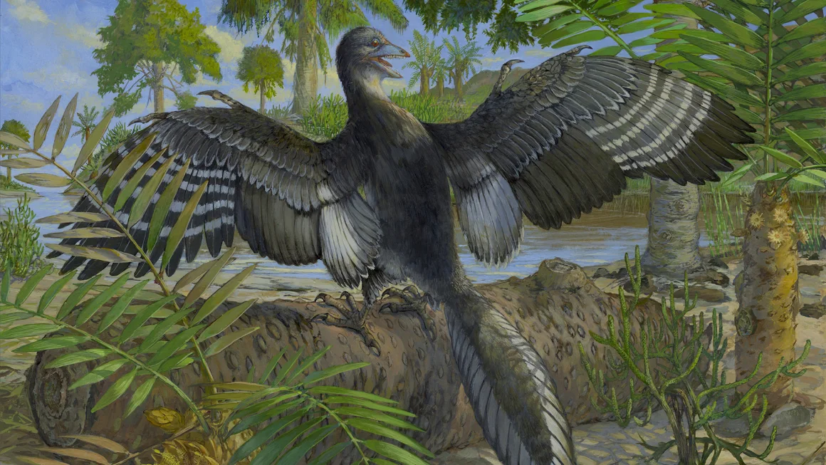 rahasia-fosil-archaeopteryx-penemuan-tersembunyi-yang-mengubah-sejarah-evolusi